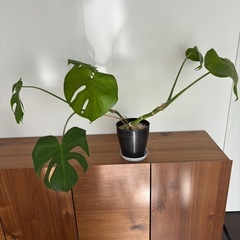 【お譲り決定】観葉植物　モンステラ1