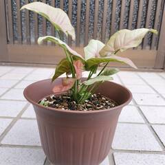 シンゴニウム　ネオン　くすんだピンクが可愛い　鉢付き　観葉植物　