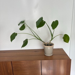 【お譲り決定】観葉植物　モンステラ2