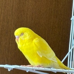 セキセイインコの里親さんを探しています。