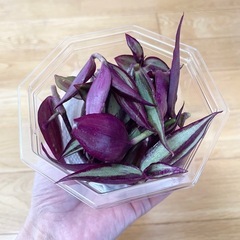 観葉植物 トラディスカンティア ムラサキツユクサ