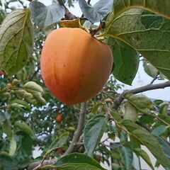 【再掲載】干し柿用に 渋柿40個 (蜂屋柿 甲州百目)の画像