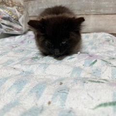 長毛の黒猫さん