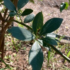 完全無農薬　月桂樹　ローリエ