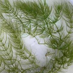 無農薬 水草 マツモ 5本