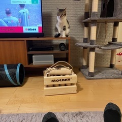 桑名でモルックをしましょう。