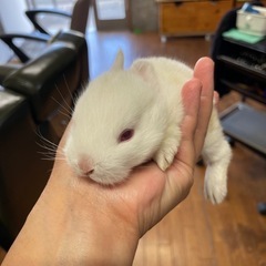 ウサギの赤ちゃん　2匹