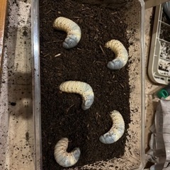 カブトムシ幼虫 5匹 飼育ケース付き（雌雄判別なし）
