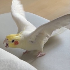 オカメインコの里親募集してます。 − 東京都