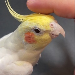 オカメインコの里親募集してます。 - その他