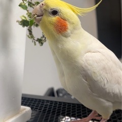 オカメインコの里親募集してます。 - 足立区