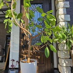 無印 大型 フィカス アルテシマ