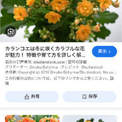 カランコエ2鉢分と多肉植物4鉢分 / グリーン 観葉植物 お花 植木鉢 ガーデニング 室内屋外どちらもOKの画像
