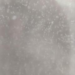 #003 ゾウリムシ　500mlペットボトル１本の画像