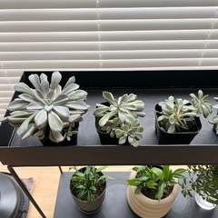 多肉植物5つセット　観葉植物　屋内　屋外　グリーン　お世話が楽ですの画像