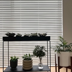 多肉植物5つセット　観葉植物　屋内　屋外　グリーン　お世話が楽ですの画像