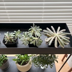 多肉植物5つセット　観葉植物　屋内　屋外　グリーン　お世話が楽ですの画像