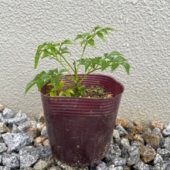 ステレオスペルマムの画像