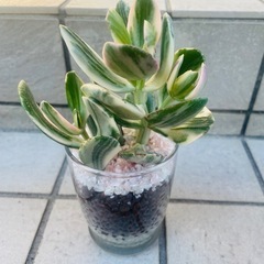 【斑入り】花月　金のなる木　観葉植物　ハイドロカルチャー　多肉植物