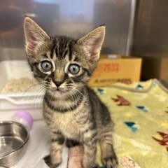 (トライアル決定✨)あのちゃん🐈