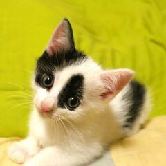 唯一無二の、もちこさん