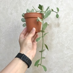 観葉植物/ディスキディア•エメラルド①　斑入り　多肉植物の画像