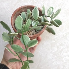 観葉植物/ディスキディア•エメラルド①　斑入り　多肉植物の画像