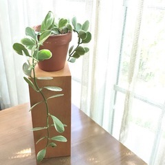 観葉植物/ディスキディア•エメラルド①　斑入り　多肉植物の画像