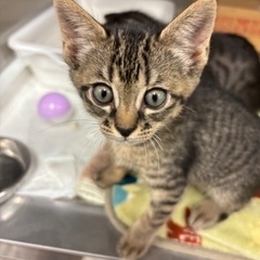(トライアル決定✨)このちゃん🐈