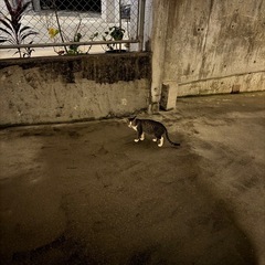 猫の捕獲