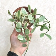 観葉植物/ディスキディア•エメラルド②　斑入り　多肉植物の画像