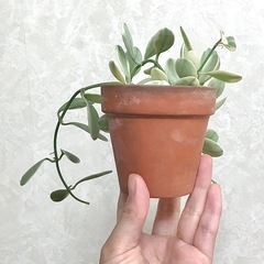 観葉植物/ディスキディア•エメラルド②　斑入り　多肉植物の画像