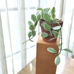 観葉植物/ディスキディア•エメラルド②　斑入り　多肉植物の画像