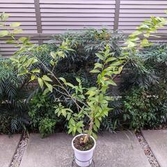良い香り　南国植物夜香木（ナイトジャスミン）大きめ鉢植え