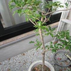 ヒイラギ　植木鉢含む
