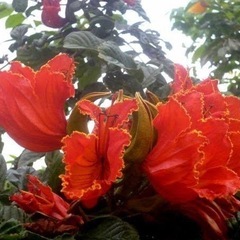 矮性カエンボク アフリカンチューリップ