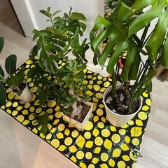 観葉植物5点セット上げます