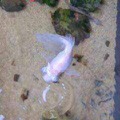 ■取り引き中■金魚　里親募集　蝶尾１０ｃｍ程度　水槽セット