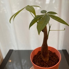 パキラ20cmほど
