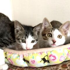 11/10日曜日　譲渡会in川崎市動物愛護センター　子猫から大人猫まで