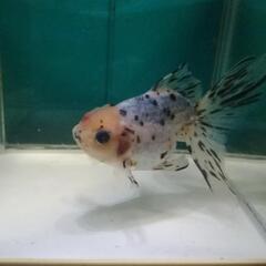 ☆東錦⑨ 14.0cm前後