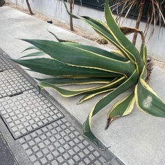 アガベ アメリカーナ 斑入り ドライガーデン ロックガーデン