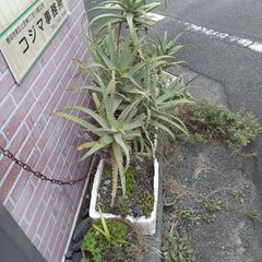 草雑草除去