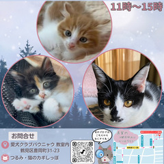 つるみ・猫のカギしっぽ譲渡会11月17日　 JR鶴見駅西口から徒...
