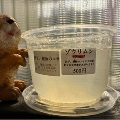 ゾウリムシ追加しました！