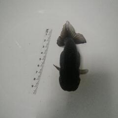 ☆黒らんちゅう① 9.5cm前後