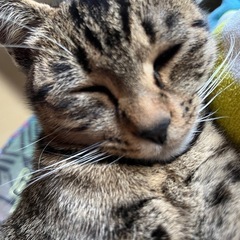 可愛い猫ちゃんです