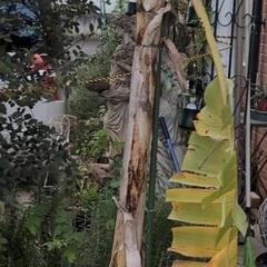 お値下げ。希少な高級品種　島バナナ大苗鉢植え