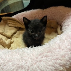 《問い合わせ多数の為、一旦ストップします》小さな黒仔猫