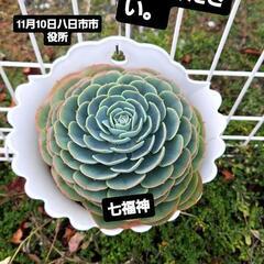 多肉植物うります。